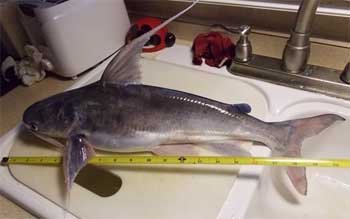saltwater catfish sting